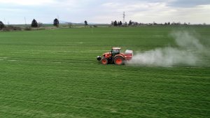 Jęczmień ozimy 10.04.2021