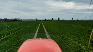 Jęczmień ozimy LG Veronika 10.04.2021