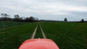 Jęczmień ozimy LG Veronika 10.04.2021