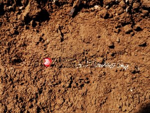 Nasiona kukurydzy z mikrogranulatem