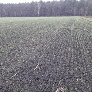 Pszenica Jara KWS Mistral