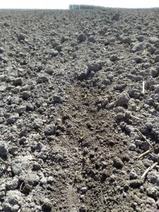 Pszenica jara Monsun