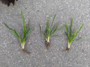 Pszenica Kilimanjaro