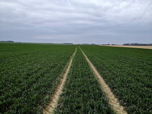 Pszenica ozima Delawar