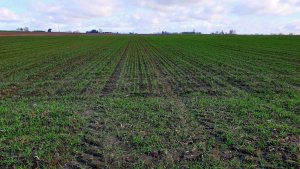 Pszenica ozima Euforia 03.04.2021   Podlaskie