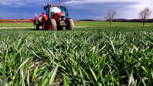 Pszenica ozima LG Jutta 10.04.2021