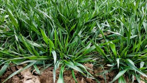 Pszenica ozima LG Jutta 10.04.2021