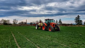 Pszenica ozima LG Jutta 10.04.2021