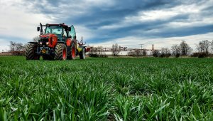 Pszenica ozima LG Jutta 10.04.2021