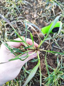 Pszenica ozima Ponticus