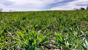 Pszenica ozima RGT Metronom 10.04.2021