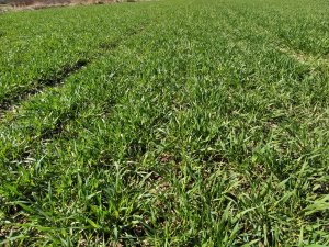 Pszenica ozima Rotax