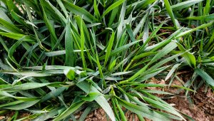 Pszenica ozima SU Mangold 10.04.2021