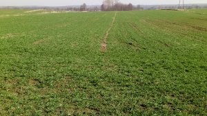 Pszenica ozima Wilejka.