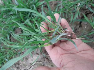 Pszenica Prima LG Keramik 