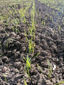 Pszenica Tybalt - 08-04-2021