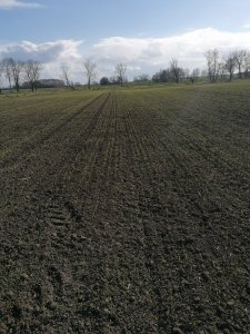 Pszenica Tybalt - 08-04-2021