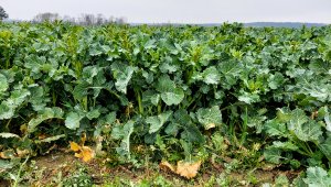 Rzepak ozimy LG Ambassador - 18.04.2021