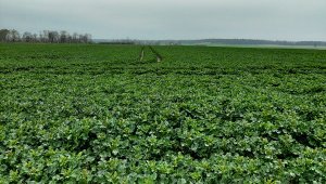 Rzepak ozimy LG Ambassador - 18.04.2021