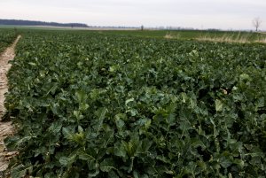 Rzepak ozimy LG Architekt - 10.04.2021