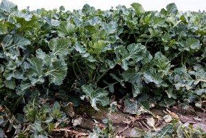 Rzepak ozimy LG Architekt - 10.04.2021