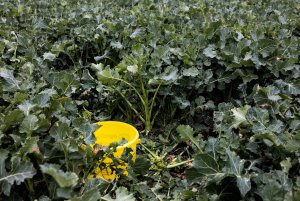 Rzepak ozimy LG Architekt - 10.04.2021