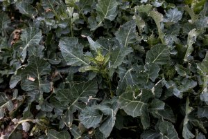 Rzepak ozimy LG Architekt - 10.04.2021