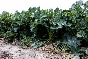 Rzepak ozimy LG Architekt - 10.04.2021