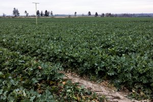 Rzepak ozimy LG Architekt - 10.04.2021