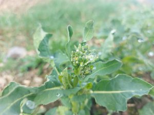 Rzepak ozimy Mandril