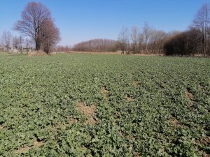 Rzepak ozimy Monolit 