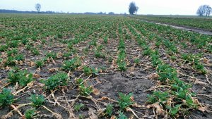 Rzepak ozimy Murphy 03.04.2021