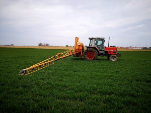 Pszenica ozima Delawar