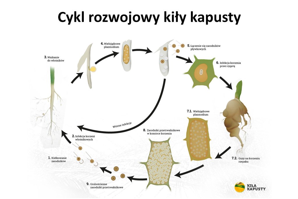 Wysokie i stabilne plony rzepaku ozimego na stanowiskach z kiłą kapusty? To możliwe!