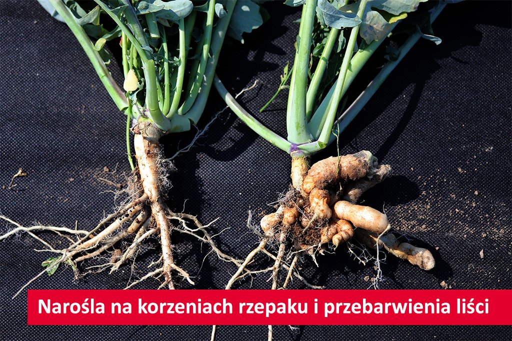 Wysokie i stabilne plony rzepaku ozimego na stanowiskach z kiłą kapusty? To możliwe!