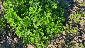 Czy ktoś wie co to za chwast?