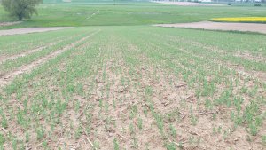 Groch siewny na stanowisku po kukurydzy