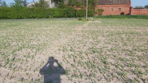 Groch siewny przypalony herbicydem