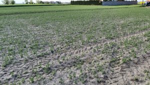 Groch siewny przypalony herbicydem