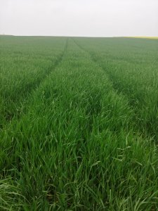 Jęczmień oz. SU Vireni