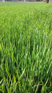 jęczmień ozimy gloria 