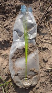 jęczmień ozimy gloria