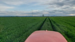 jęczmień ozimy LG veronika 14.05.2021