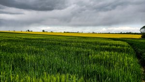 Jęczmień ozimy LG Veronika 23.05.2021