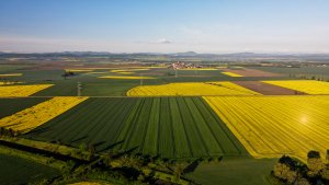 Jęczmień ozimy LG Veronika i Padura - 15.05.2021