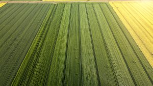 Jęczmień ozimy LG Veronika i Padura - 15.05.2021