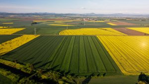 Jęczmień ozimy LG Veronika i Padura - 15.05.2021