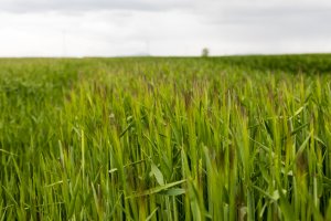 Jęczmień ozimy Padura 23.05.2021