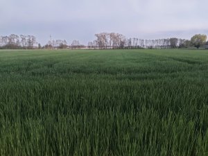 Jęczmień ozimy Quadriga