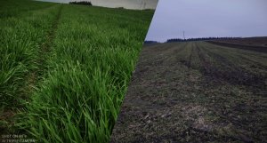 Jęczmień ozimy Sandra 